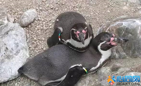 Humboldt Penguins 鱤