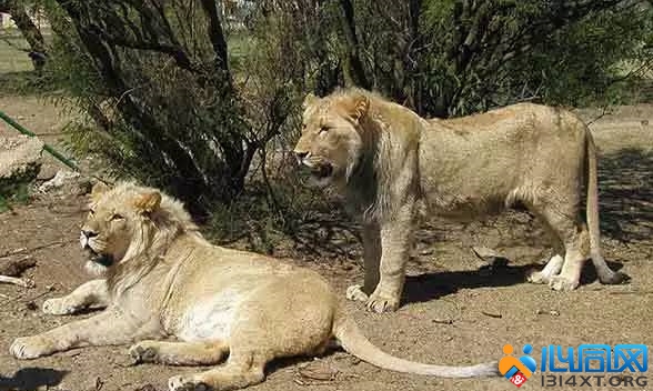 African Lions ʨ
