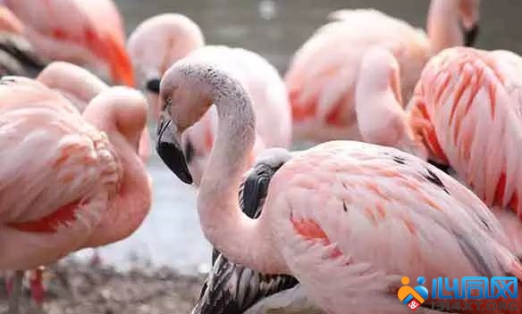 Chilean Flamingoes 
