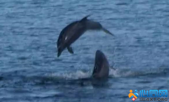 Bottlenose Dolphins Ǻ