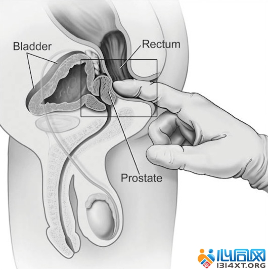 前列腺区域又被称为“男性G点“